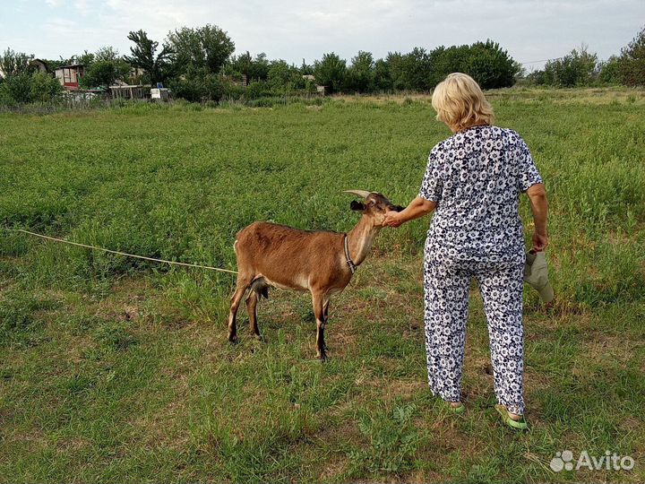 Продаю породистых коз