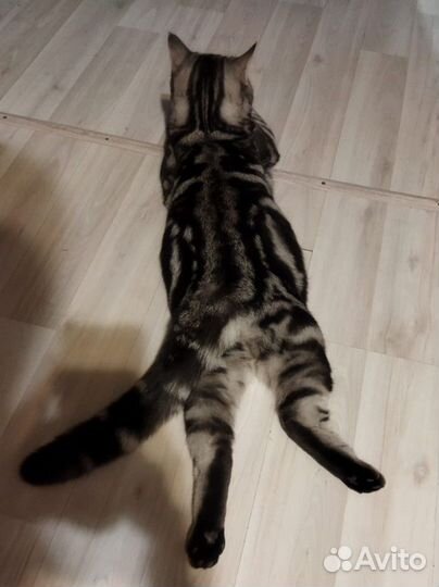 Шотландский кот для вязки