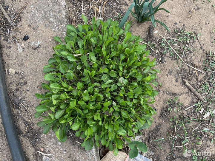 Цветы с дачи