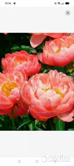 Пион coral cunset