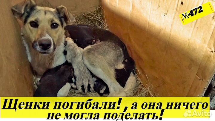 Отдам в добрые руки щенят