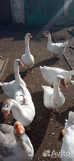 Продажа гусей на племя