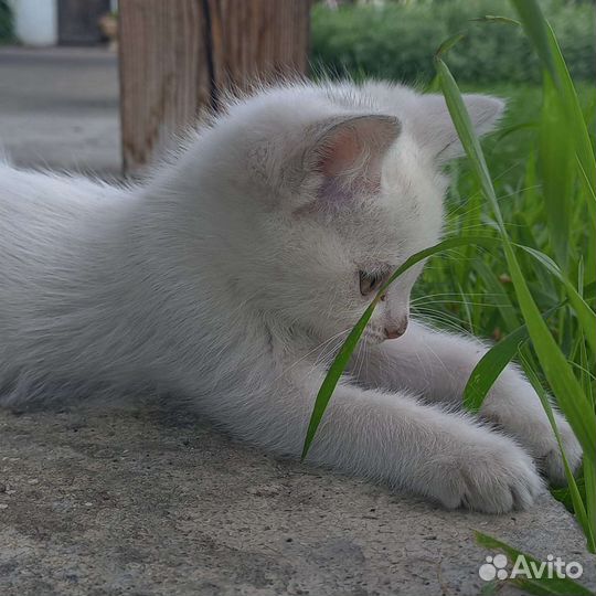 Котята (белые и серо-пятнистый)