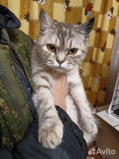 Кошка в добрые руки