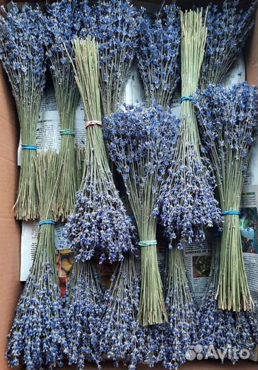 Лаванда Лавандин Лавандовые букеты сухоцветы