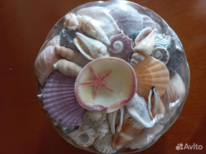 Большой набор ракушек в упаковке