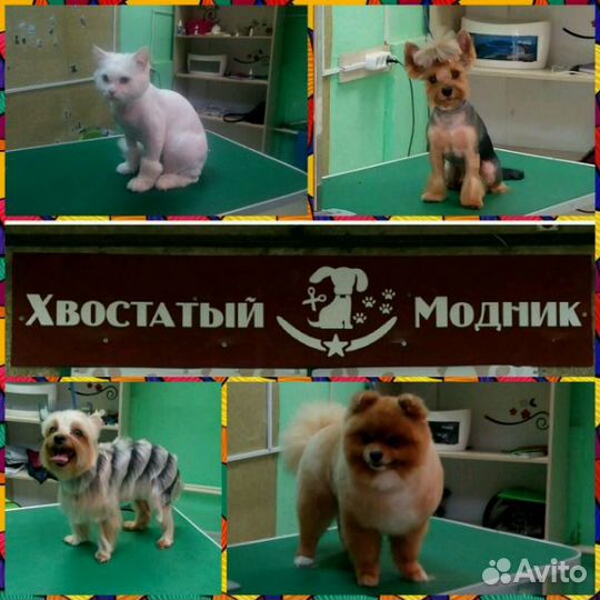 Стрижка собак и кошек