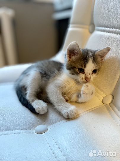 Котята в добрые руки бесплатно