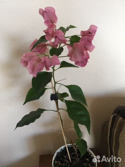 Бугенвиллея