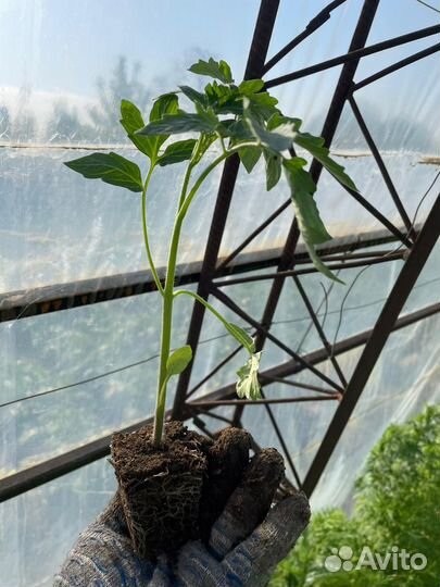 Помидор Турецкий