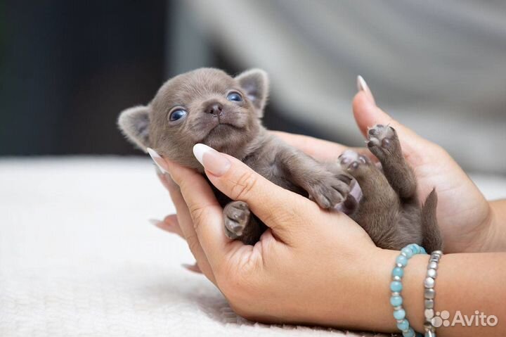 Лиловый гладкошерстный мальчик чихуахуа