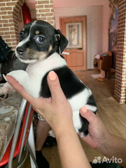 Той-терьер девочка