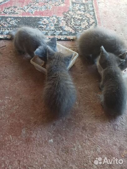 Котята в добрые руки приучены к лотку