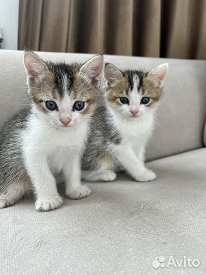 Кошка в дар бесплатно