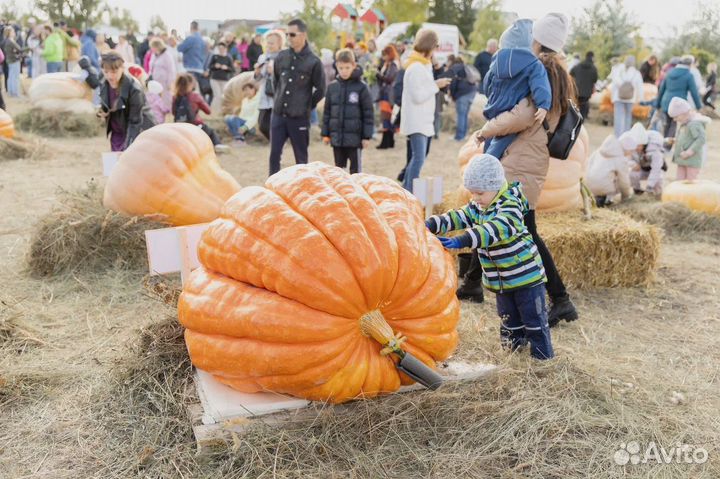 Семена гигантских тыкв сорта Giant Atlantic