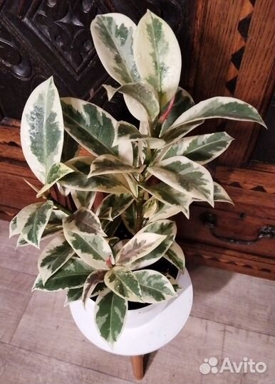 Фикус Мелани вариегатный