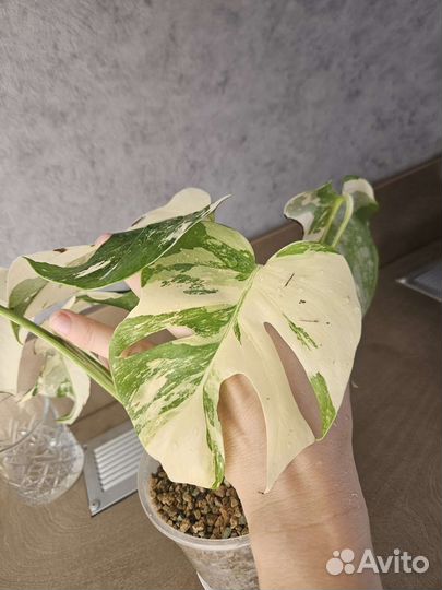 Монстера альба