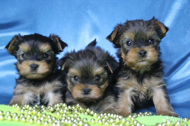 Йоркширский терьер