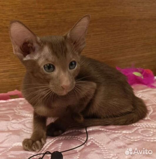 Ориентальные котята