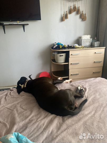 Стаффордширский терьер