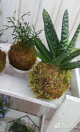 Кокедама. Суккуленты. Флорариум