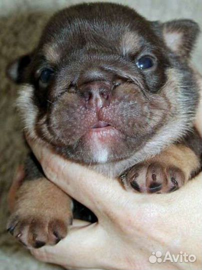 Английский бульдог