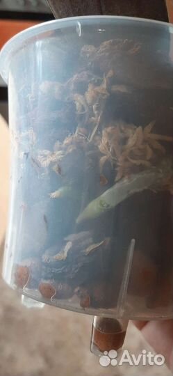 Орхидея фаленопсис парфюмерная фабрика