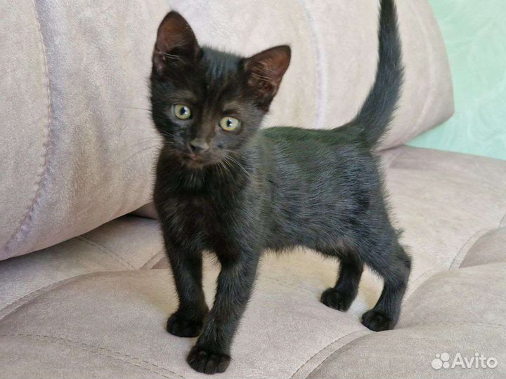 Котята в добрые руки. Безвозмездно