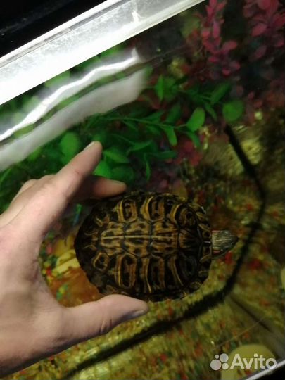 Морская черепаха