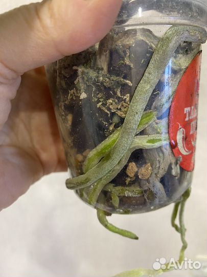 Фаленопсис Taisuco Anna