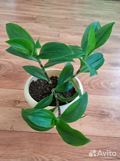 Цветы комнатные