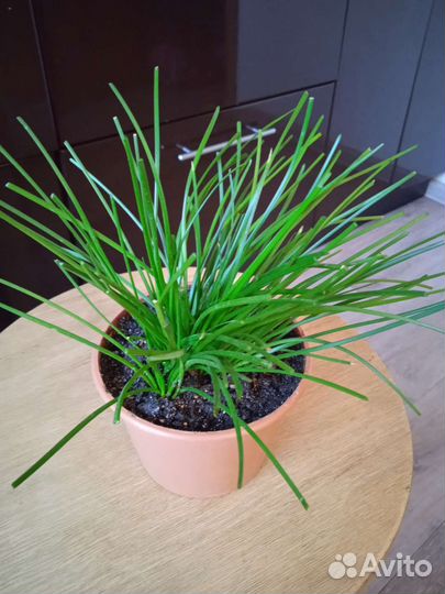 Зефирантес розовый и белый