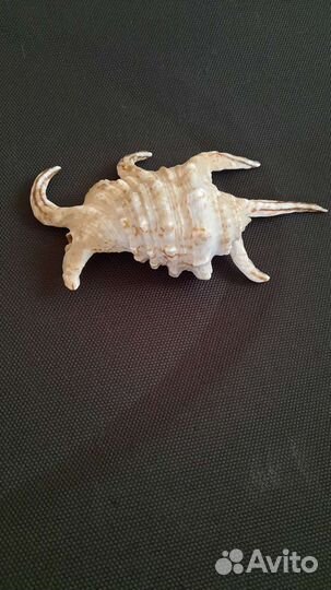 Ракушка морская 