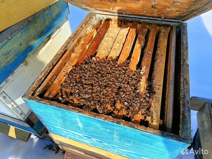 Пчелосемьи бакфаст