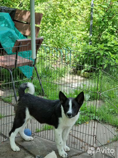 Щенки фенотип карельской медвежьей собаки ищут дом