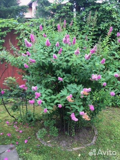 Декоративные растения на посадку