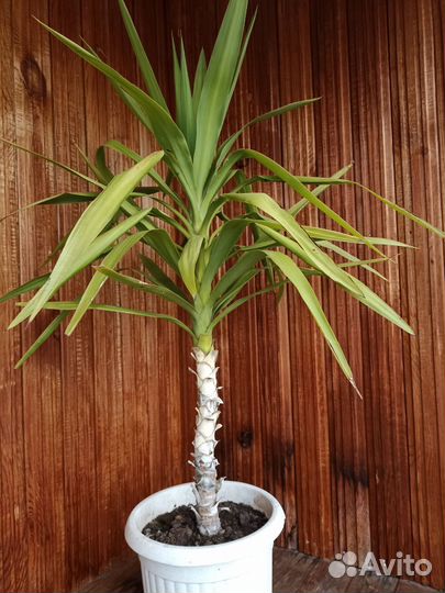 Пальма юкка