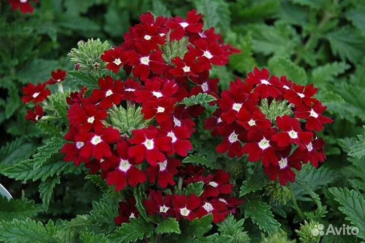 Вербена рассада