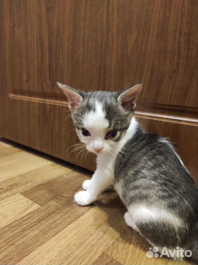 Котенок в добрые руки