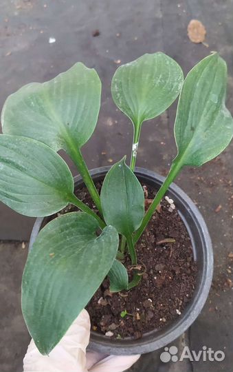 Хосты разные