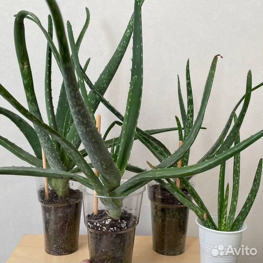 Алоэ, толстянка крассула