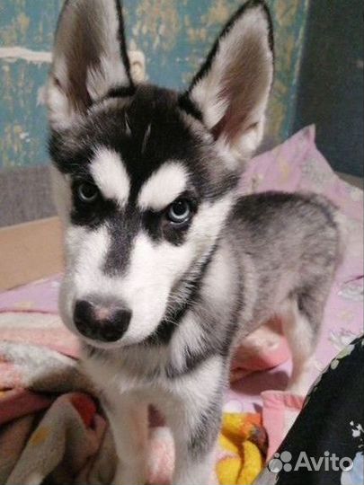 Сибирский хаски