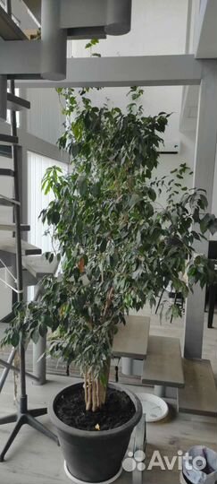 Фикус бенджамина, 15 лет