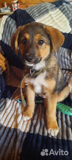 Собака в добрые руки отдам бесплатно