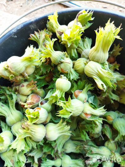 Орехи Фундук крымский, саженцы