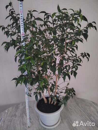 Фикус бенджамина наташа