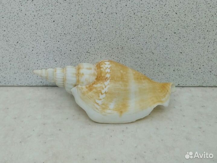 Стромбус Виттатус 7,4 морская ракушка раковина