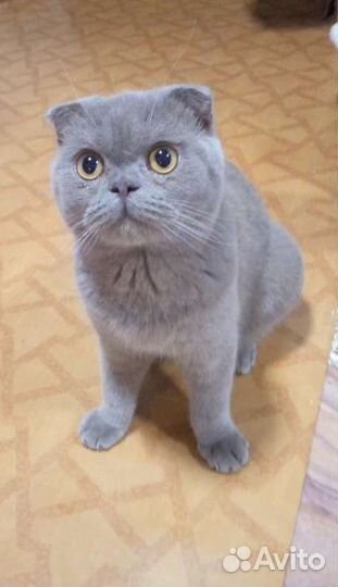 Шотландский кот вязка