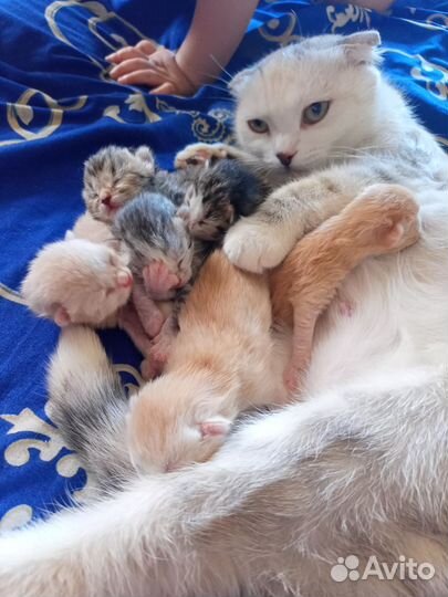 Шотландские вислоухие котята