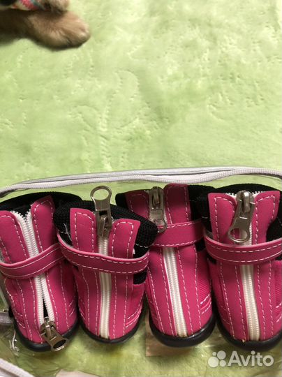 Одежда для собак